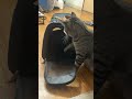SIMBA WHAT ARE YOU DOING ЁЯШВЁЯШВЁЯШВЁЯШВЁЯШВЁЯШВЁЯШВ Music Remix Song Cat Kittey Funny Cute SIMBA WHAT ARE YOU DOING ЁЯШВЁЯШВЁЯШВЁЯШВЁЯШВЁЯШВЁЯШВ Music Remix Song Cat Kittey Funny Cute