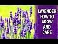 Lavender – How to grow and care for it