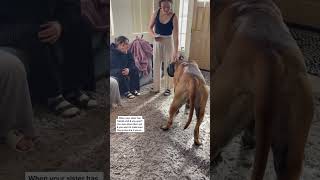 My Sister Held Hostage By Drool From My HUGE Puppy! #dog #dogs #cutedog #funnydogs #shorts