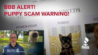 Puppy Scams!! What you to know before buying that next Puppy!! How the Scam works!!