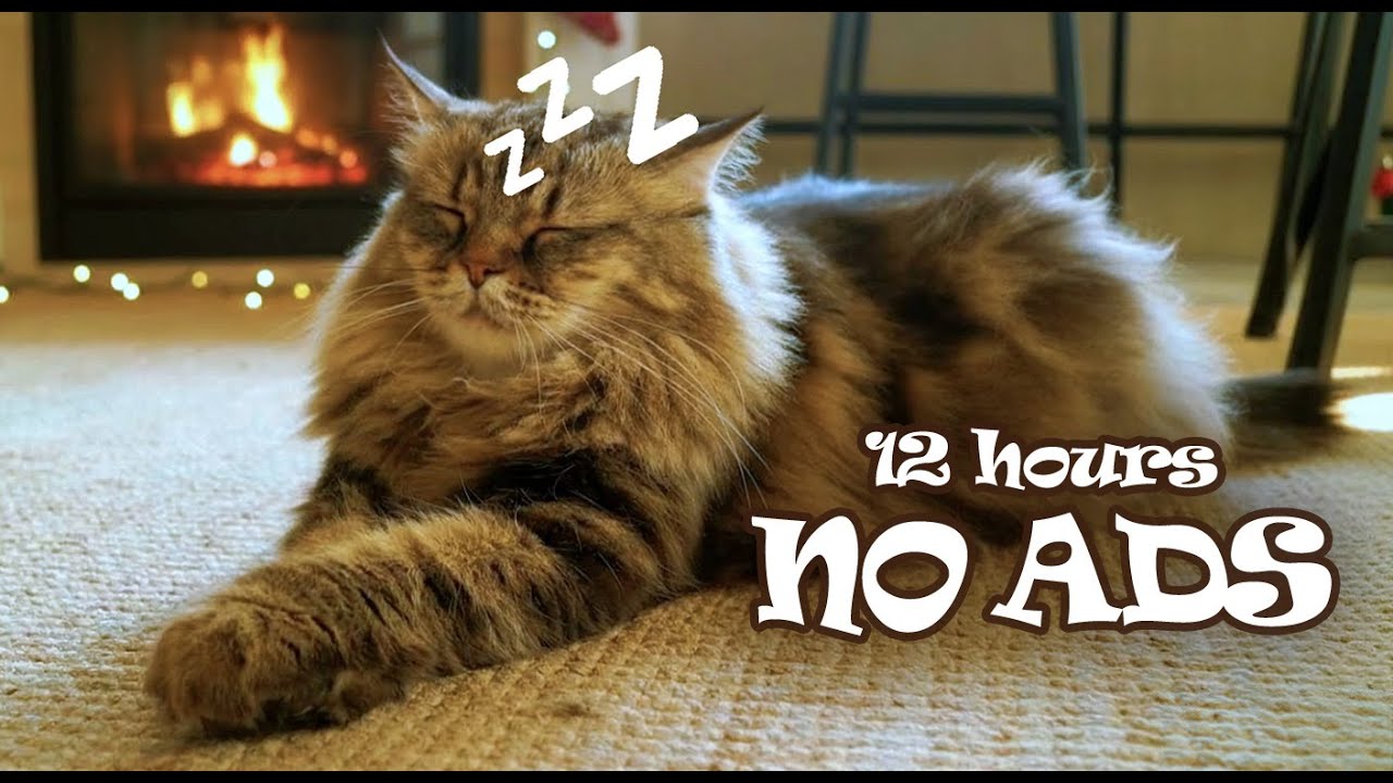 Soothing Fireplace Cat Music 🎶 For Anxious & Stressed Pets