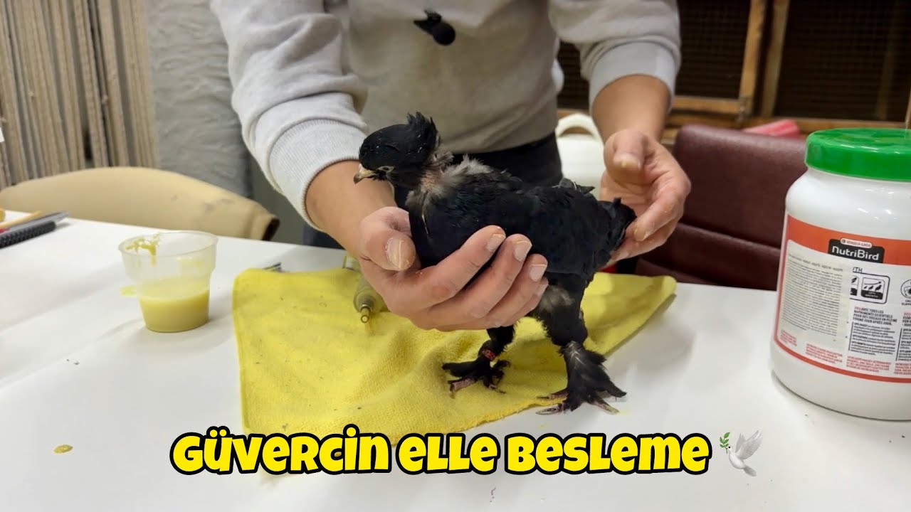 Kümesimizde Hasta Kuşların Son Durumu Malesef Bir Kuşumuzu Elle Besliyoruz 🕊️ 