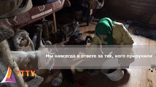 Мы навсегда в ответе за тех, кого приручили. Приют для животных Можайский Мы навсегда в ответе за тех, кого приручили. Приют для животных Можайский