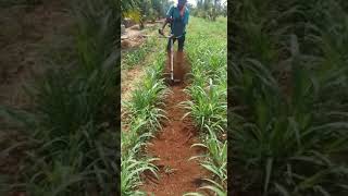 Brushcutter - Weeder Cultivation - SRI AMMAN AGRO AGENCIES, ERODE,TAMILNADU