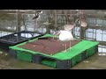 シロトキ