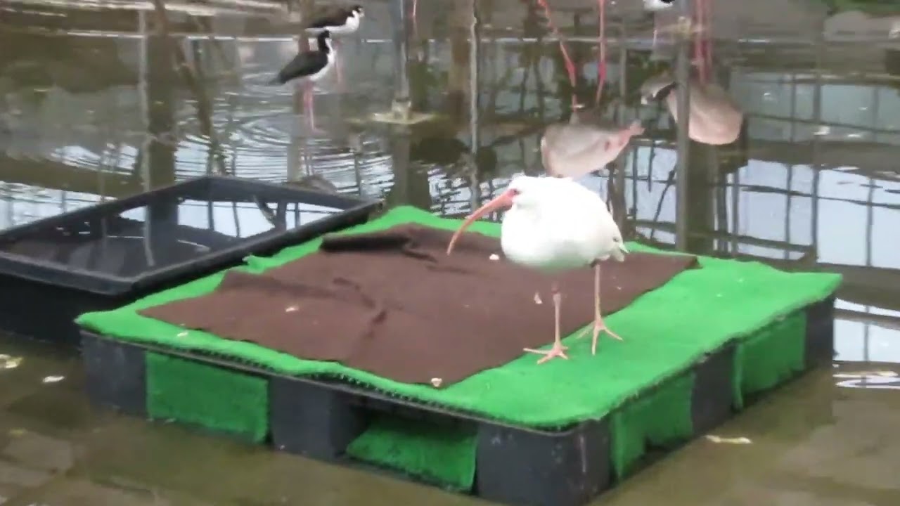 シロトキ