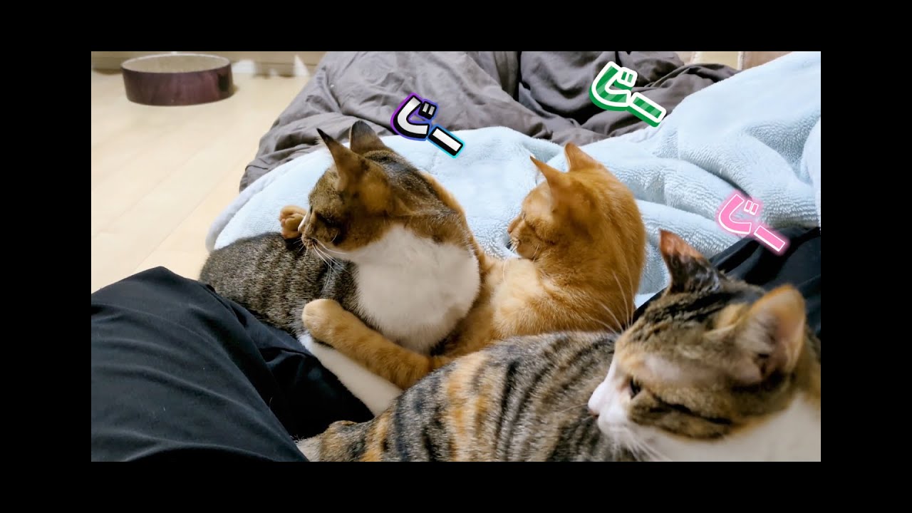 先住猫と子猫たち全員集合！ハチャメチャ戯れ（？）time(=^・^=)