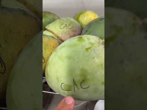 Florida mangos I picked today