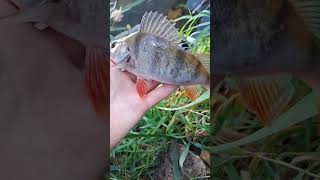 #fishing #рыбалканаозере #спінінг #спиннинг #fish #окунь #микроджиг #рыбалка