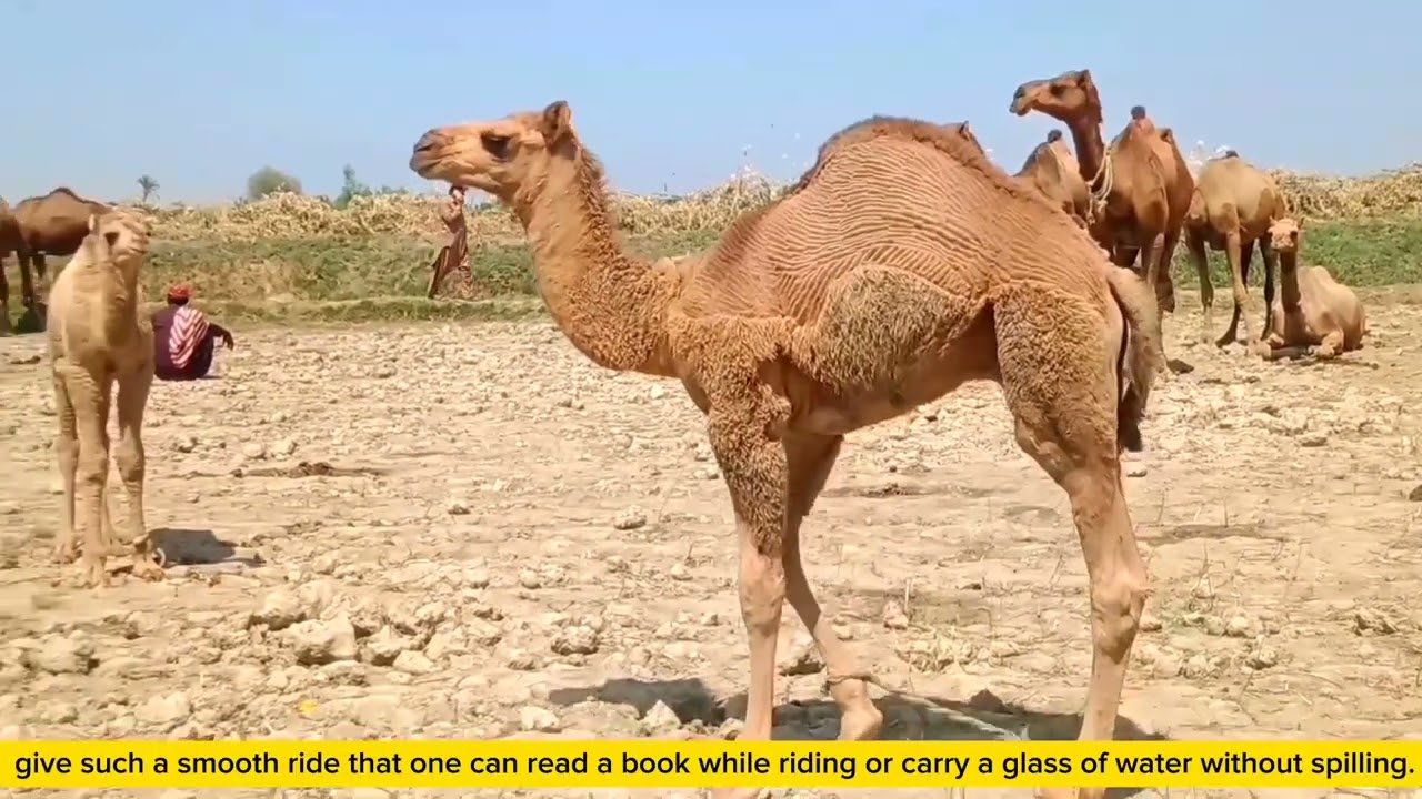 Bagri camel information|camel market|camel video