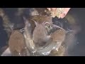 ចំណីត្រីអណ្ដែង មានបន្លែលបបរលាយកន្ទក់ និងក្បាលត្រី