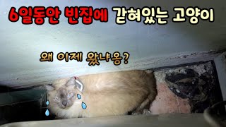 친구때문에 6일동안 빈집에 갇혀있던 고양이(+하양이소식)[고양이탐정]