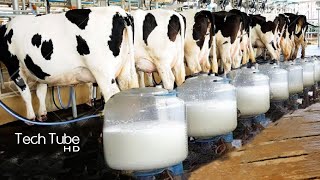 Amazing Modern Automatic Cow Farming Technology | Cow Milking Process | Quality Calf Rearing