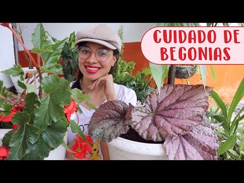 Video: Tratamiento de la pudrición por Pythium de la begonia: cómo reparar la pudrición del tallo y la raíz de las plantas de begonia