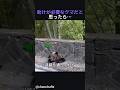 助けが必要なクマだと思ったら…
