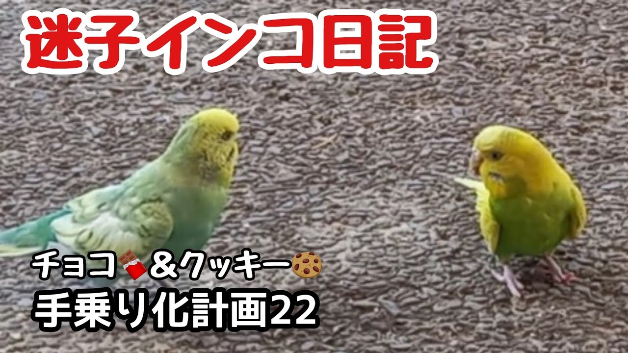 セキセイインコのチョコ クッキー手乗り化計画22迷子インコ日記 Youtube セキセイインコのチョコ クッキー手乗り化計画22迷子インコ日記 Youtube