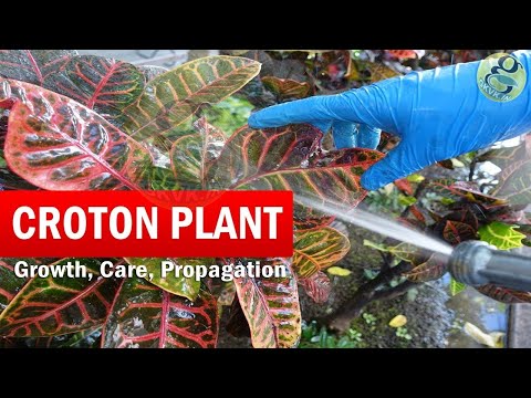 Video: Mẹo Cắt tỉa Croton - Học Cách Cắt tỉa Cây Croton