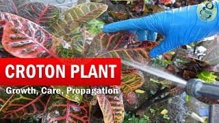 Croton Plant – scientific name Codiaeum variegatum also known by various names like garden croton or variegated croton, Croton 