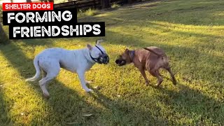 Shelter Dogs Forming Friendships and we Reach the end of the Two Week Training Period