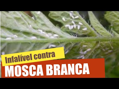 Vídeo: Basil Pest Control - A verdade sobre manjericão e moscas