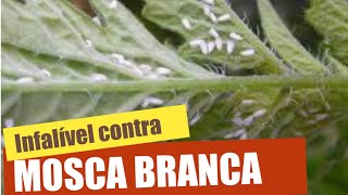 3 Receitas Infalíveis Para Combater a Mosca Branca das Plantas