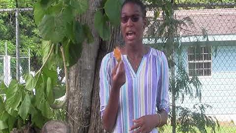 Blue Mahoe National Tree Planting Day