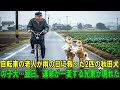 【奇跡の実話】雨の日に自転車をこいでいた老人が、偶然にも弱りきった2匹の秋田犬の子犬を救った…。翌日、信じられない光景が待っていた！