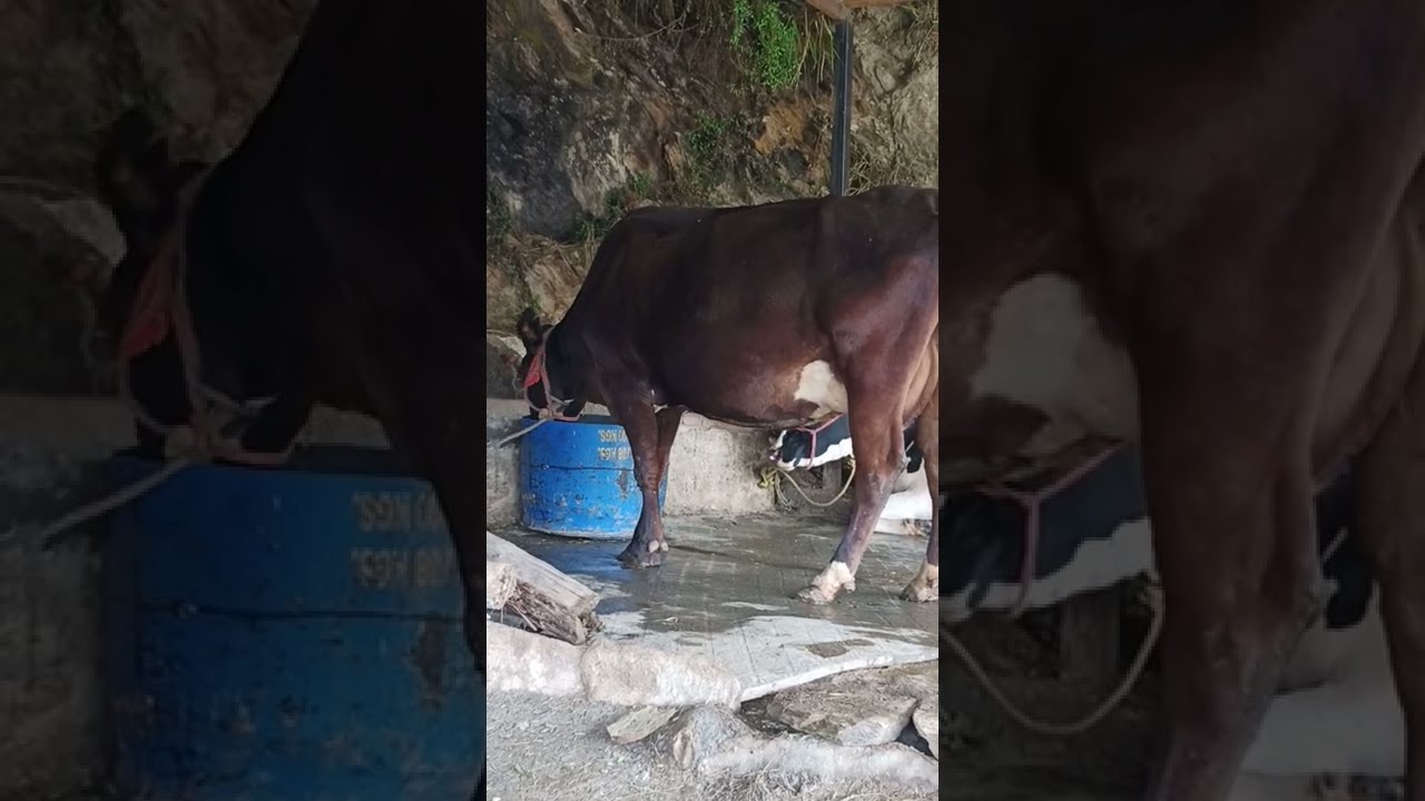 थनेला की शिकायत अब खत्म ll mastitis problem are solved ll