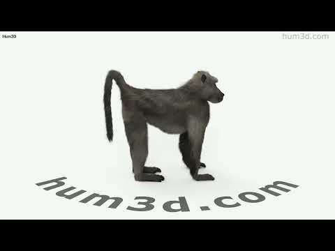 Chacma Baboon 3D Model By 3DModels Org 
