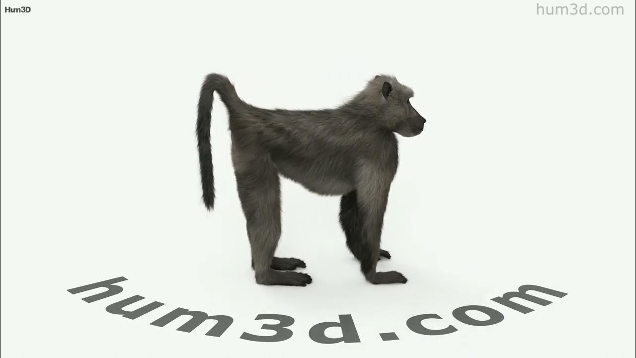 Chacma Baboon Hd 3d Model By Hum3d Com Youtube