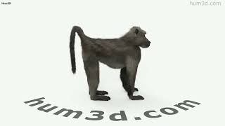 Chacma Baboon 3D model by 3DModels.org