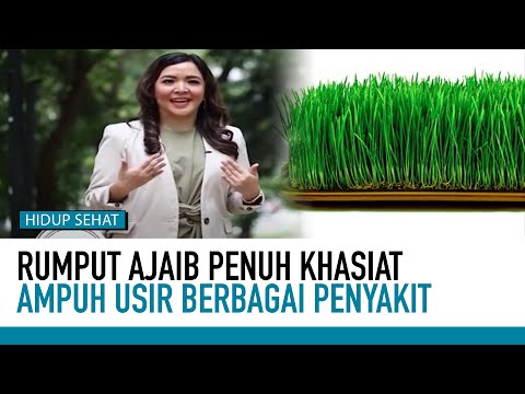 Video: Manfaat Rumput Gandum - Cara Menanam Rumput Gandum Di Dalam Dan Di Luar