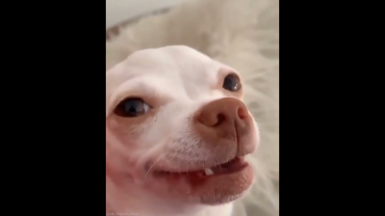 Angry nikki chihuahua #short #shortvideos #dogs #cats #chihuahuas #pets #dogs ‎@Chihuahua TV