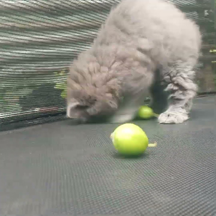 котик грається - YouTube