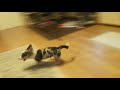 Cardigan corgi racing around