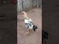 Frango top demais esse vai ser grande 😯🐓😱🤠
