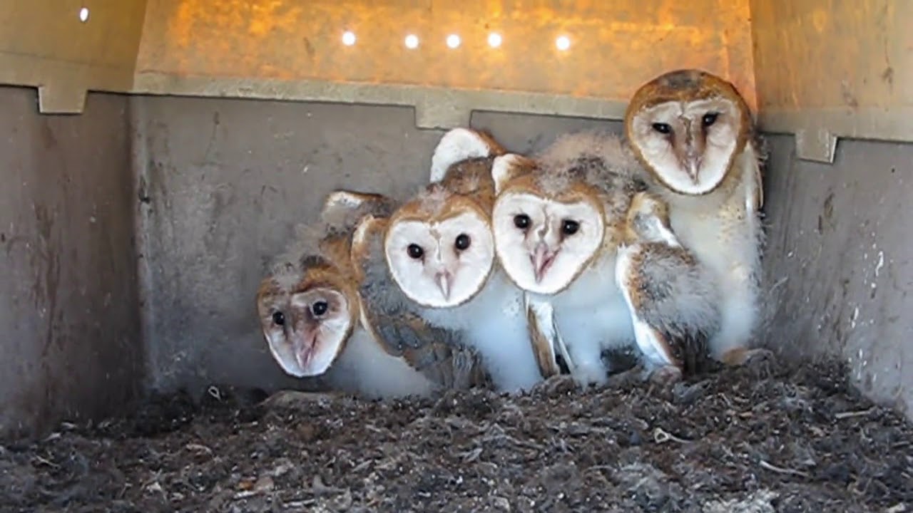 Barn Owl Blues The Center For Conservation Biology