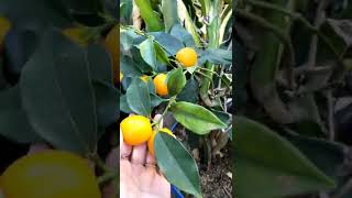 Take a Look Inside a Marumi Kumquat #shorts