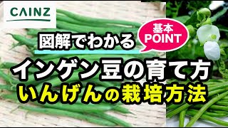 インゲン 三度豆 の育て方 いんげん豆の栽培 種まき 摘芯 摘葉 カインズ野菜栽培 Youtube