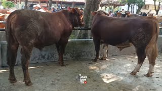 Sapi Sapi Super Muncul Di Pasaran Terakhir Sebelum Lebaran !! Nego Alot Bikin Tegang !!