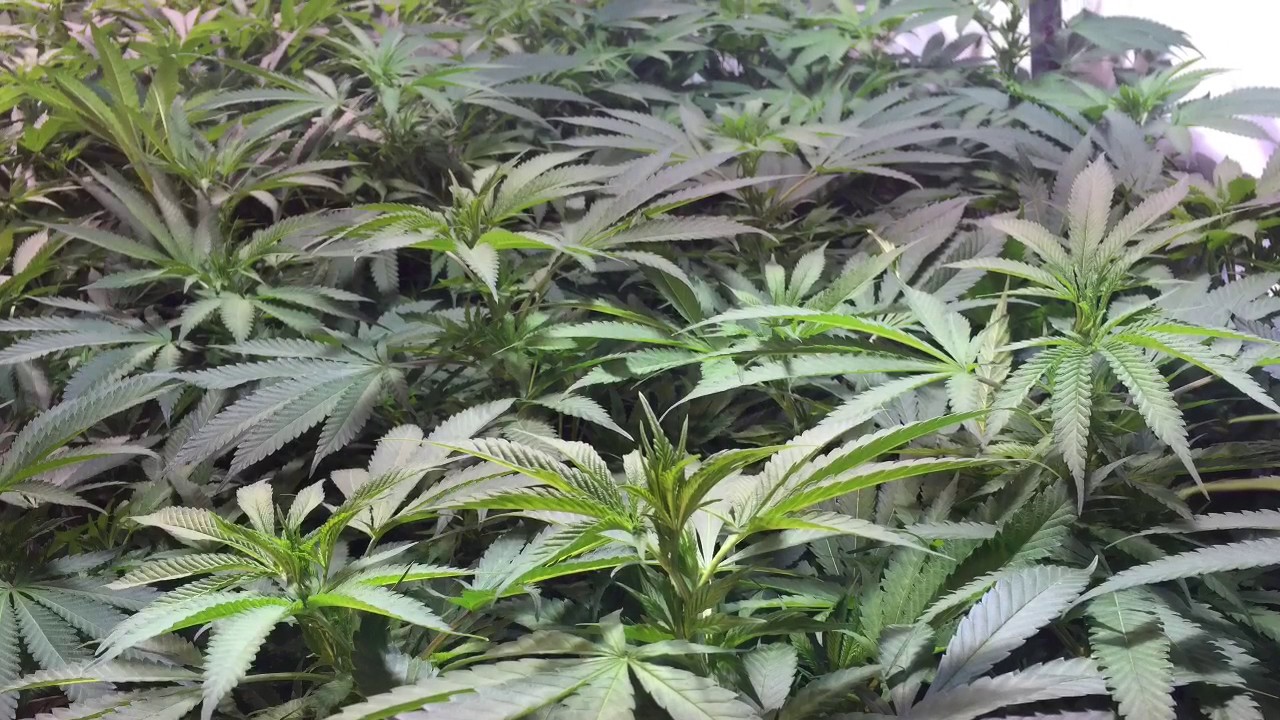 What Authority Does The Clean Green Certification Program Have?