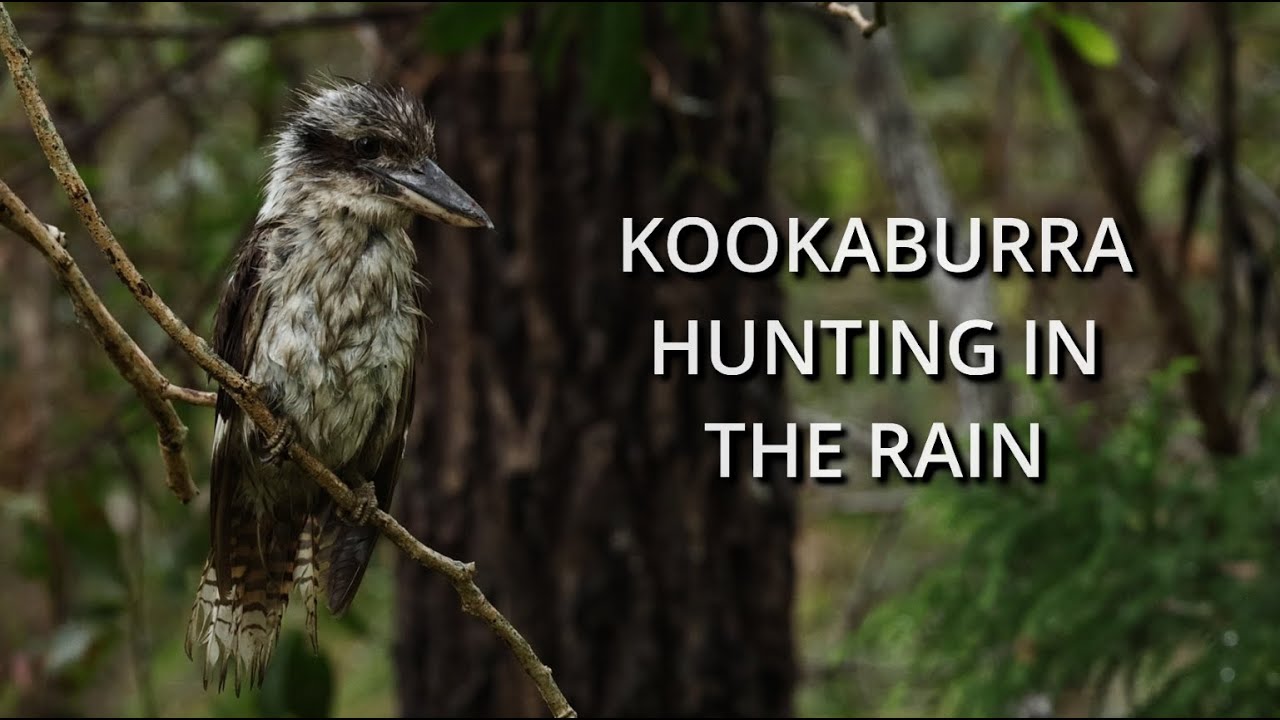 Wet Kookaburra Hunting in the Rain | Australian Birds Full 4K Video | Backyard Birdwatching Videos