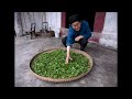The culture of tea in mountains of west China