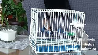 Štiglić, Mužjak Ili Ženka Sukob Mišljenja, Carduelis Balcanica