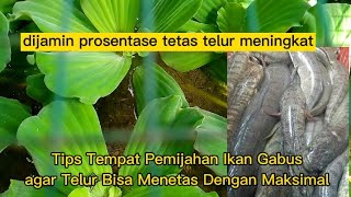 Tips Tempat Pemijahan Ikan Gabus