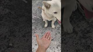 Puppy hpa sho 🐕😂 #puppy #youtubeshorts #shorts