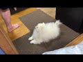 実家でかまってくれる人を探すポメラニアン