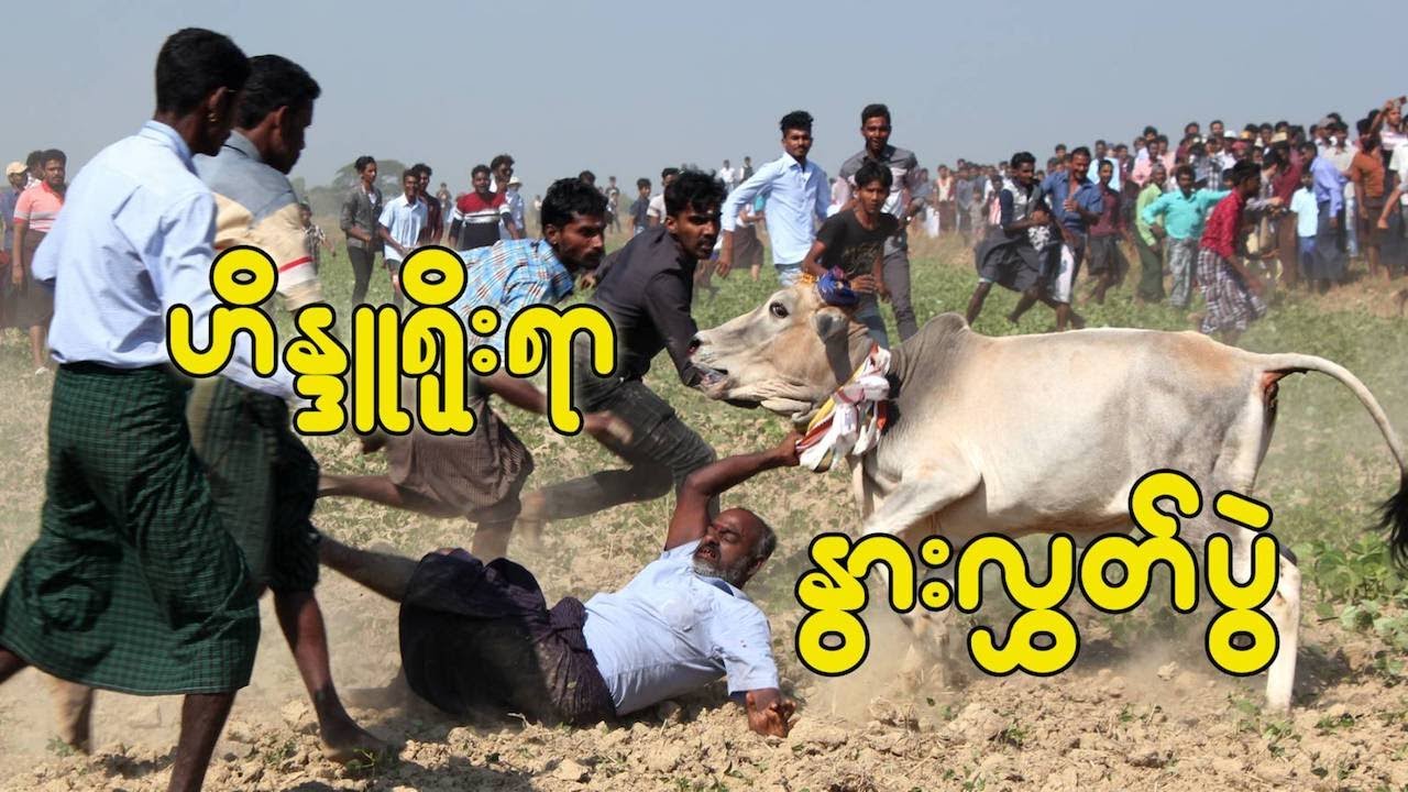 ပီလခတ်ဘုရားကျောင်း ဟိန္ဒူရိုးရာနွားလွှတ်ပွဲ