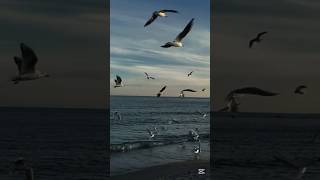 Sea View 🌊#trending#aestheic #viral#anime#relatable#memes#nature#satisfying#love#lyrics#sad#shorts