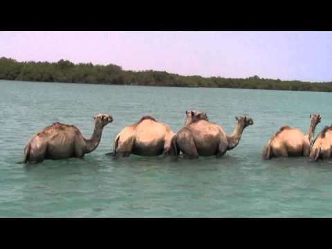 Geela Raascasayr Oo Si Qurux Badan U Dabalanaya Badwaeynta Magalada Caluula 